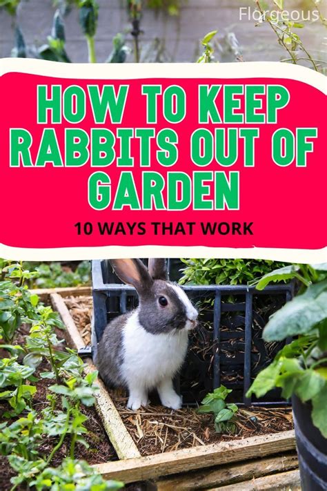 How To Keep Rabbits Out Of Garden 10 Ways That Work In 2024 Rabbit