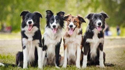 40 Curiosidades Del Border Collie ¡conoce Al Perro De La Realeza