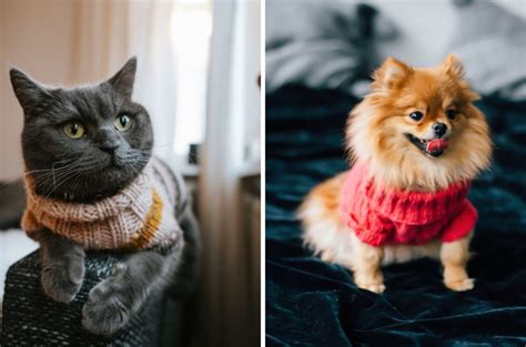 ¡cuida De Ellas Así Puedes Proteger A Tus Mascotas Del Frío