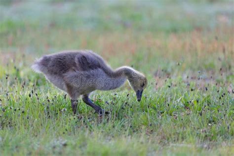 Canada Geese stock photo. Image of young, canada, geese - 112821480