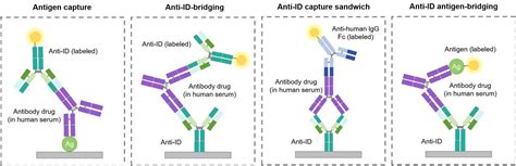 Pharmacokinetic Pk Bridging Elisa Measuring Free Drug Creative Biolabs