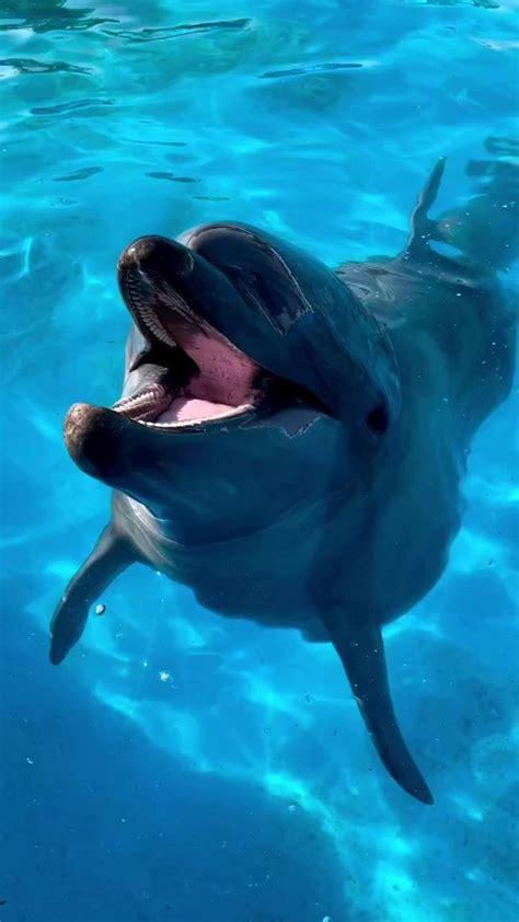 Dolphin swimming in the blue water