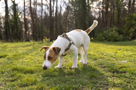 Por Que Os Cachorros Comem Grama Dicas Caninas