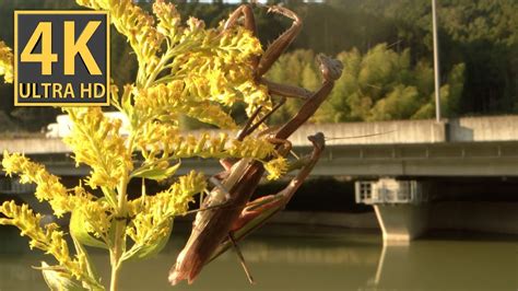 ASMRオオカマキリの交尾行動5溜池編 ASMR Mating behavior of the praying mantis 5