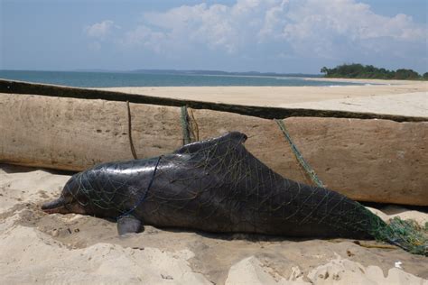 Dolphins Caught In Fishing Nets To Eat Or Not To Eat