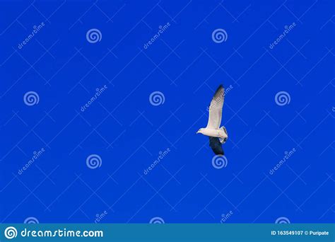 Seagulls Flying In The Sky Spread Their Wings Beautifully Stock Image