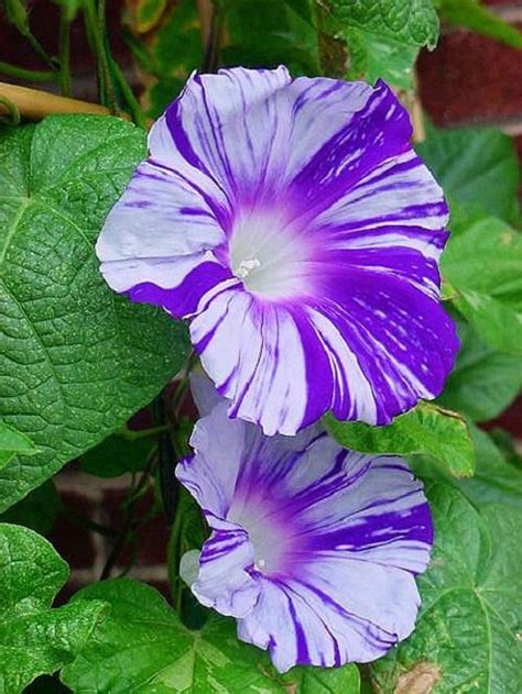 Types Of Morning Glory Flowers Morning Glory Care