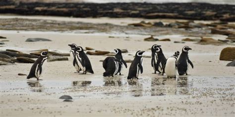 A Complete Guide to the Falkland Islands Penguins