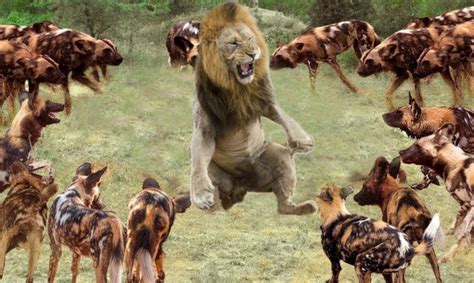 Lions Vs Wild Dogs Real Fight – Amazing Animals Fight For Survival
