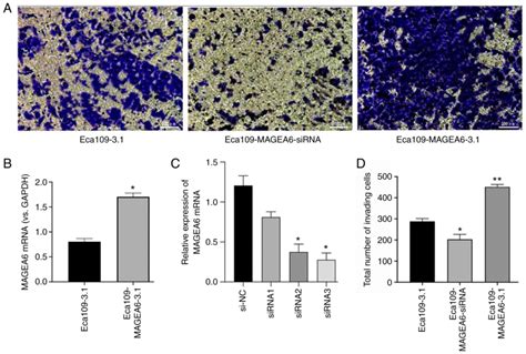 Magea Positively Regulates Msmo And Promotes The Migration And