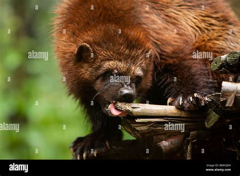 Wolverine animal with prey hi-res stock photography and images - Alamy