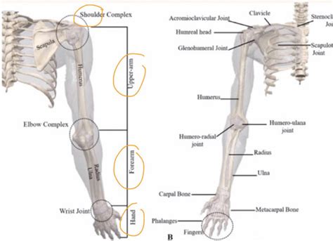 Upper Limp Trauma Part Flashcards Quizlet