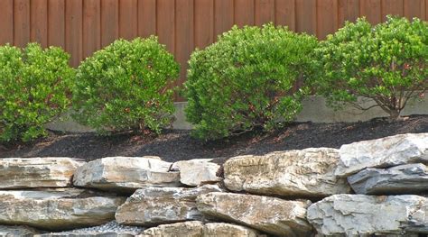 Which Plants Grow Under Cedar Trees What Should You Plant