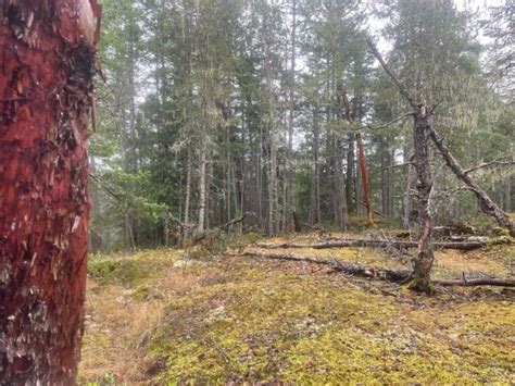 Strathcona Regional District Blenkin Park Wildfire Fuel Management