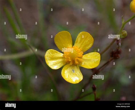 Creeping Buttercup Lesser Spearwort Ranunculus Flammula Flower