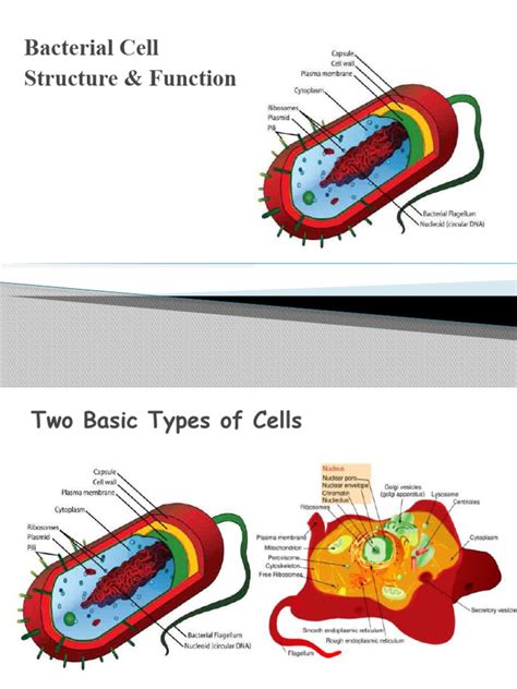 Bacterial-Cell-Structure-Function | PDF