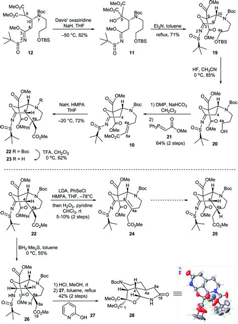 Synthesis of the tricyclic compound 28 | Download Scientific Diagram