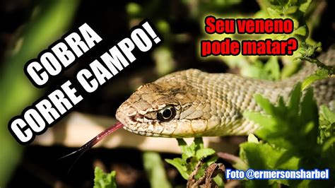 Cobra Corre Campo Philodryas Nattereri Venenosa Expedi O