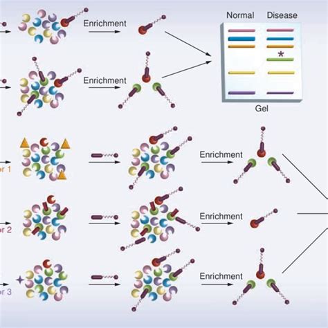 Schematic Illustration Of Click Chemistry Activity Based Protein