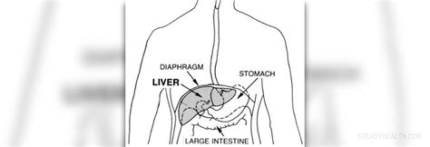 Elevated alkaline phosphatase levels | General center | SteadyHealth.com