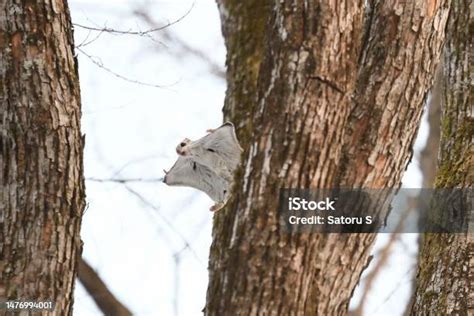 Siberian Flying Squirrel Gliding From The Tree Stock Photo Download