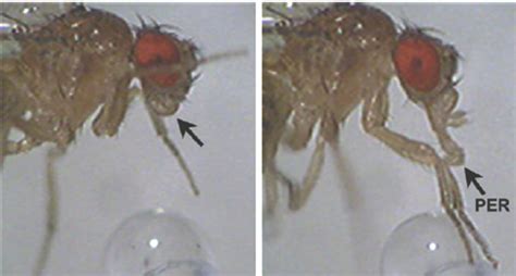 Proboscis Extension Reflex Assay Per Upon Stimulation Of The Tarsi