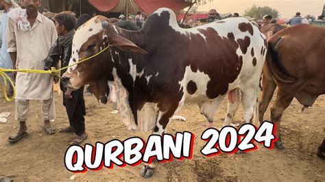 Lahore Cow Mandi Sahiwal Cholisthani Bachre Qurbani Ka Mal Aana