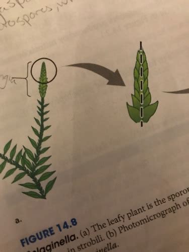 Plant Diversity Seedless Vascular Plants Phylum Lycophyta Flashcards