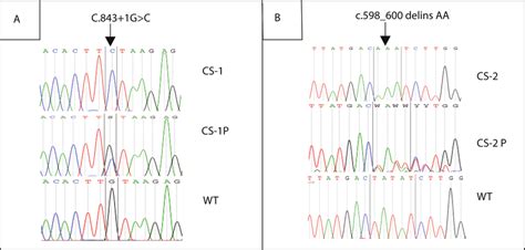 Genetic Analysis Of Genomic Dna Electropherogram Showing A The Splice Download Scientific