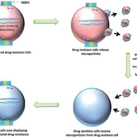 Multidrug Resistance Associated Protein 1 MRP1 Protein Transport