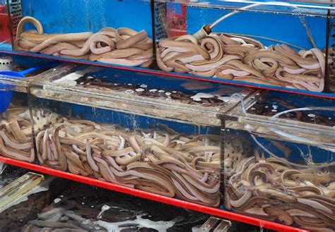 Hagfish Day October 15 2025 National Today