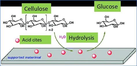 Cellulose Hydrolysis By Solid Acids Download Scientific Diagram