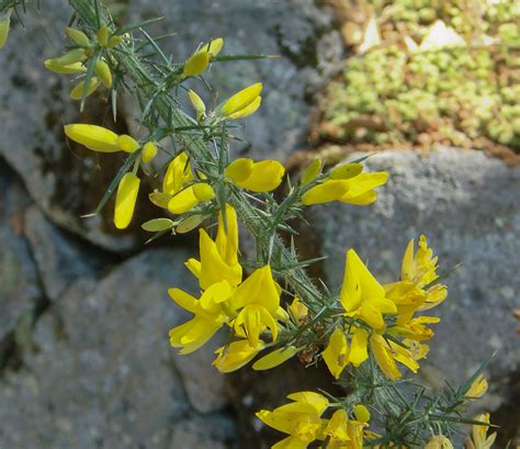 Ulex Minor Naturdata Biodiversidade Em Portugal