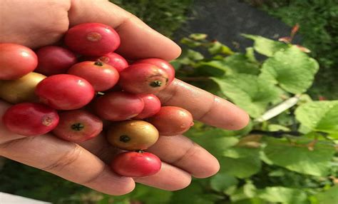 Siapa Sangka Buah Kersen Punya Segudang Manfaat Kesehatan Simak