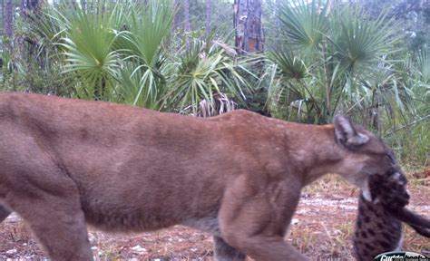 Thrilling Endangered Species Moment Caught On Camera Florida Panther