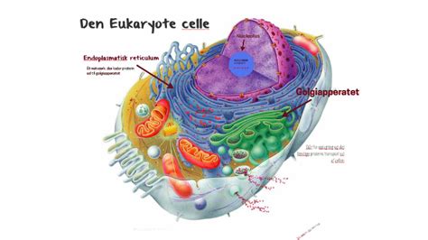 Den Eukaryote Celle By Frida Feilberg On Prezi