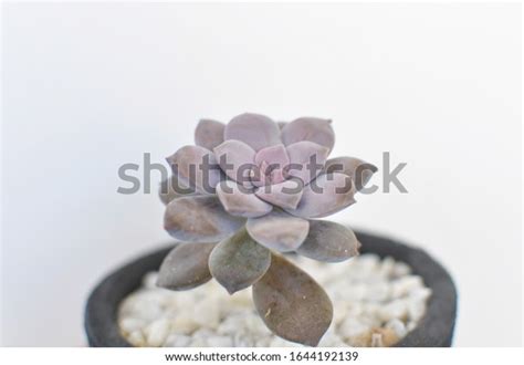 Graptopetalum Superbum Succulent Plant Black Minimalist Stock Photo