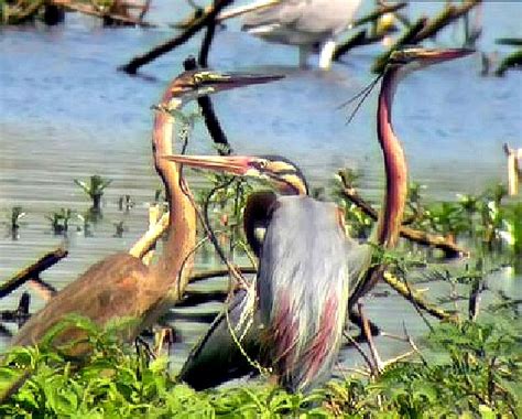 See The Candaba Bird Sanctuary In Pampanga Travel To The Philippines