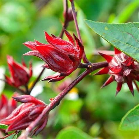 Benih Rosella Merah Bibit Bunga Rosella Harga Benih Bunga