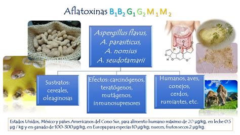 Mohos Productores De Micotoxinas