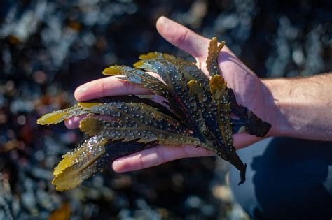 Species Spotlight Toothed Wrack Updates Horizon Seaweed