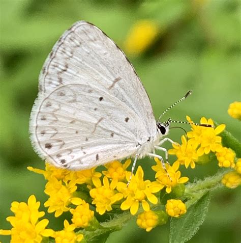 Image Gallery | Butterflies and Moths of North America