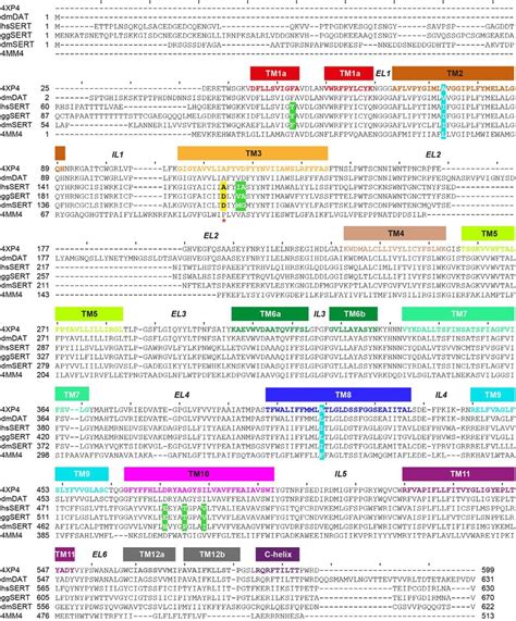 Structure Based Amino Acid Sequence Alignment Sert Amino Acid