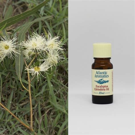 Eucalyptus Citriodora Essential Oil 10ml Atlantic Aromatics