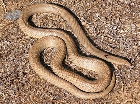 Western Brown Snake