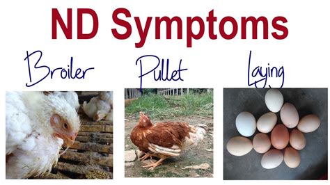 Newcastle Disease Symptoms In Chickens Broiler Young Pullet Laying