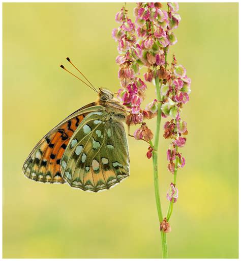 Dark Green Fritillary Speyeria Aglaja A Female Dark Gree Flickr