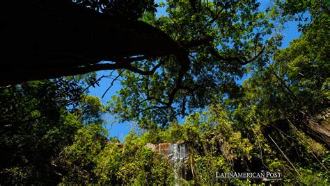 Brazils Atlantic Forest Faces Continued Threats Despite Decrease In