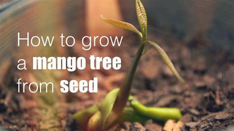 How To Grow A Mango Tree From Seed YouTube