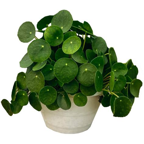 Vigoro Chinese Money Plant Pilea Peperomioides In 10 In Cream Deco